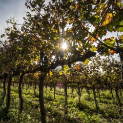 Отель Agriturismo Le Volpi Италия, Региональный парк Colli Euganei - отзывы, цены и фото номеров - забронировать отель Agriturismo Le Volpi онлайн фото 3