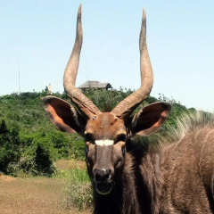 Отель Addo Afrique Estate фитнесс-зал