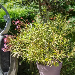 Отель Bed & Breakfast Les Orchidées à Saumur Сомюр фото 2