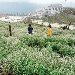 Отель Dang Phung Homestay Шапа фото 10