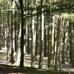 Отель Hedegaarden Дания, Вайле - отзывы, цены и фото номеров - забронировать отель Hedegaarden онлайн приотельная территория