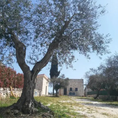 Отель Trulli Pietra Preziosa Италия, Альберобелло - отзывы, цены и фото номеров - забронировать отель Trulli Pietra Preziosa онлайн фото 6