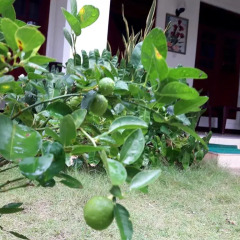 Sylvester Villa Hostel Negombo Номер категории Эконом с различными типами кроватей фото 4