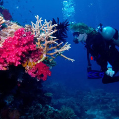 Отель Taveuni Palms Resort - All Inclusive Фиджи, Остров Тавеуни - отзывы, цены и фото номеров - забронировать отель Taveuni Palms Resort - All Inclusive онлайн спортивное сооружение