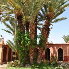 Отель Ecolodge - La Palmeraie Марокко, Уарзазат - отзывы, цены и фото номеров - забронировать отель Ecolodge - La Palmeraie онлайн интерьер отеля