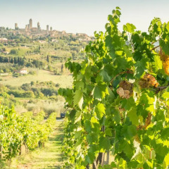 Отель Agriturismo Il Casolare di Bucciano Farmhouse Италия, Сан-Джиминьяно - отзывы, цены и фото номеров - забронировать отель Agriturismo Il Casolare di Bucciano Farmhouse онлайн фото 14
