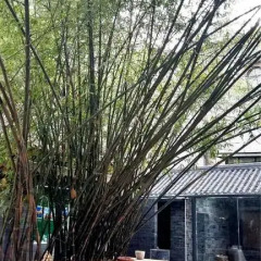Zhuangse Chengdu Youth Hostel парковка