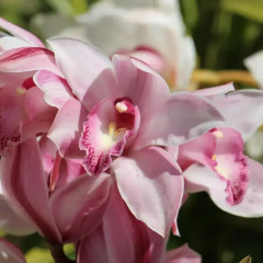 Отель Villa Orchidea Италия, Камогли - отзывы, цены и фото номеров - забронировать отель Villa Orchidea онлайн спа