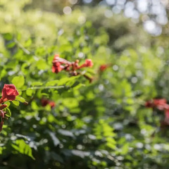 Отель Ca' Cerchieri 1 Италия, Венеция - отзывы, цены и фото номеров - забронировать отель Ca' Cerchieri 1 онлайн фото 4