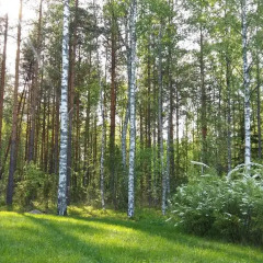 Отель Marina Holiday Rauhan Village Финляндия, Лаппеэнранта - отзывы, цены и фото номеров - забронировать отель Marina Holiday Rauhan Village онлайн