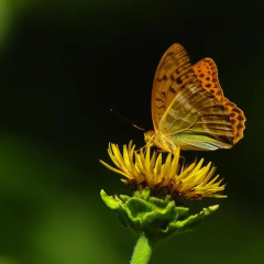 Отель Pokut Doğa Konukevi фото 5