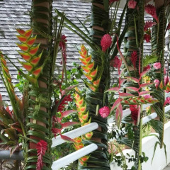 Tiki Hotel