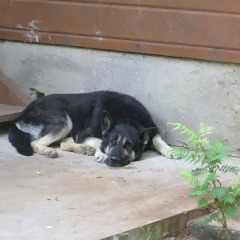 Гостиница Green Forest Club с домашними животными
