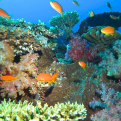 Отель Taveuni Island Resort And Spa Фиджи, Остров Тавеуни - отзывы, цены и фото номеров - забронировать отель Taveuni Island Resort And Spa онлайн спортивное сооружение