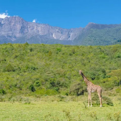 Отель Nature Homes - Africa Amini Life фото 15