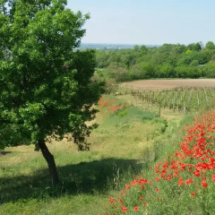 Отель Agriturismo La Torretta da Valentina Сольферино фото 5