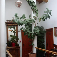 Отель Posada de Trapa интерьер отеля
