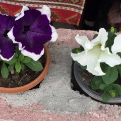 Отель Three Jugs B&B Армения, Ереван - 1 отзыв об отеле, цены и фото номеров - забронировать отель Three Jugs B&B онлайн с домашними животными