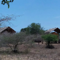 Отель Yala Dream Park Шри-Ланка, Тиссамахарама - отзывы, цены и фото номеров - забронировать отель Yala Dream Park онлайн фото 11