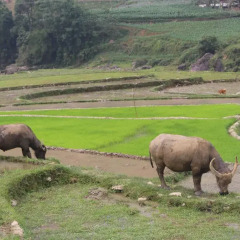 Отель Golden Rice Garden Sapa Шапа фото 14
