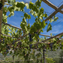 Отель Le Capanne di Villa Margherita Студия фото 24