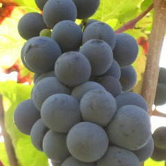 Отель Ami Chenin Сомюр детские мероприятия