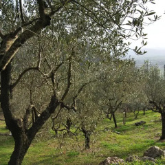Отель L'Oliveto Сан-Никола-ла-Страда фото 2