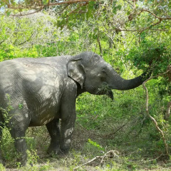 Отель Shangri-Lanka Village Бунгало Делюкс с различными типами кроватей фото 34
