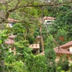 Отель The Delight Pine Tree Village