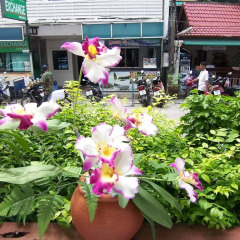 Hotel Orchid Residence