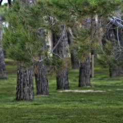 Отель Mare Blu Италия, Пинето - отзывы, цены и фото номеров - забронировать отель Mare Blu онлайн
