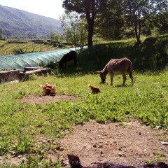 Отель Agriturismo La Campagnetta Кьяверано с домашними животными