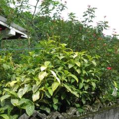Отель Pineapple Hill Sea View Cottage Порт Антонио фото 9