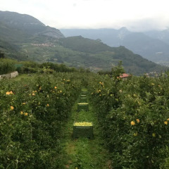 Отель Agritur Le Pergole Помароло фото 5