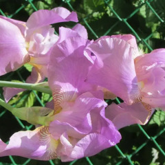 Отель Willa Dewajtis фото 3