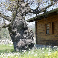 Отель Blacktree Farm and Cottages с домашними животными