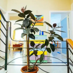 Отель Splendid Guesthouse Меллиха в номере