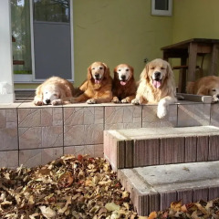 Отель Guests & Dogs House Hale Ilio Ито с домашними животными