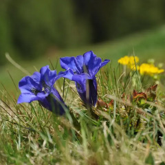 Отель Wiesenhof Gardenresort Горнолыжный курорт Ортлер
