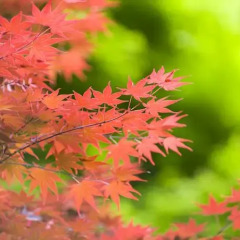 Отель Beppu Showaen Беппу фото 12