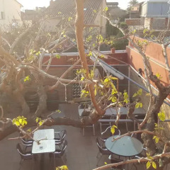 Отель Pension Avenida Испания, Вильяфранка-дель-Пенедес - отзывы, цены и фото номеров - забронировать отель Pension Avenida онлайн