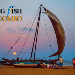 Отель King Fish Guest House