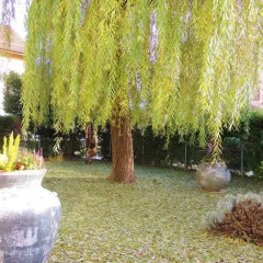 Отель Hôtel des Horlogers Швейцария, План-лез-Уат - 1 отзыв об отеле, цены и фото номеров - забронировать отель Hôtel des Horlogers онлайн фото 4