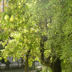Отель Beautiful Venice Bed and Breakfast Италия, Маргера - отзывы, цены и фото номеров - забронировать отель Beautiful Venice Bed and Breakfast онлайн приотельная территория