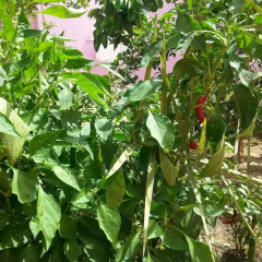 Darna Village Beach Hostel фото 15