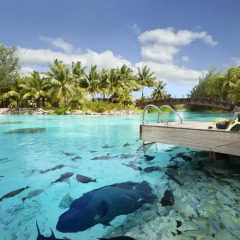 Отель The St Regis Bora Bora Resort бассейн фото 8