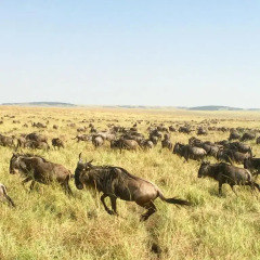 Отель Golden Tulip Westlands Nairobi Кения, Найроби - отзывы, цены и фото номеров - забронировать отель Golden Tulip Westlands Nairobi онлайн фото 2