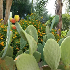 Отель Villa Flora