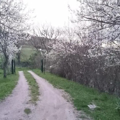 Отель Il Gelso Тито фото 4