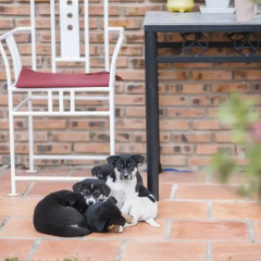 Отель Nắng homestay Далат с домашними животными